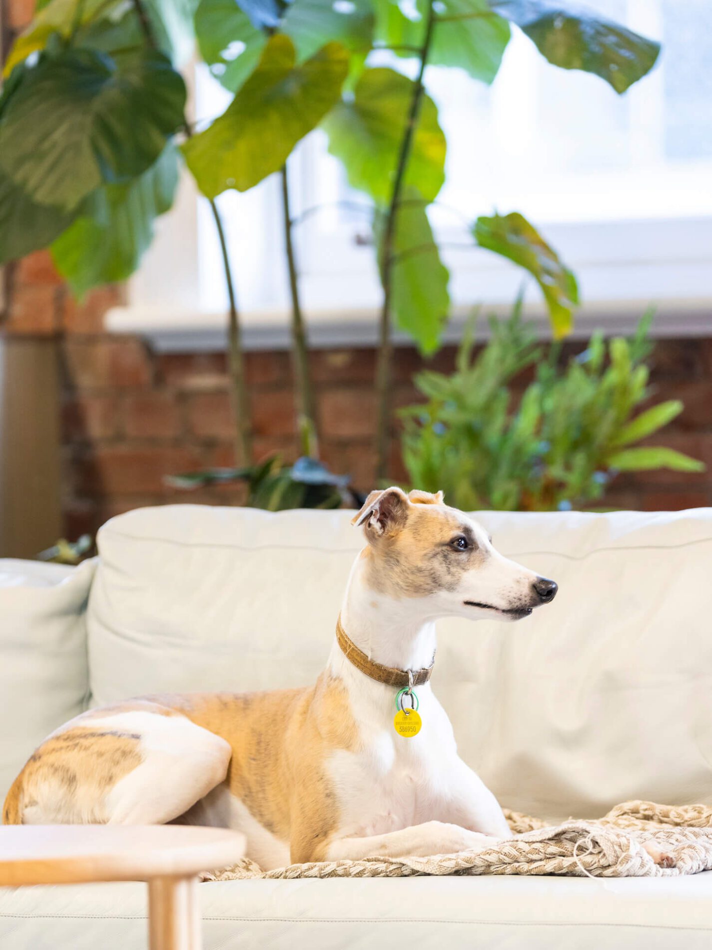 Whippet dog lounges on couch with leafy indoor plants behind